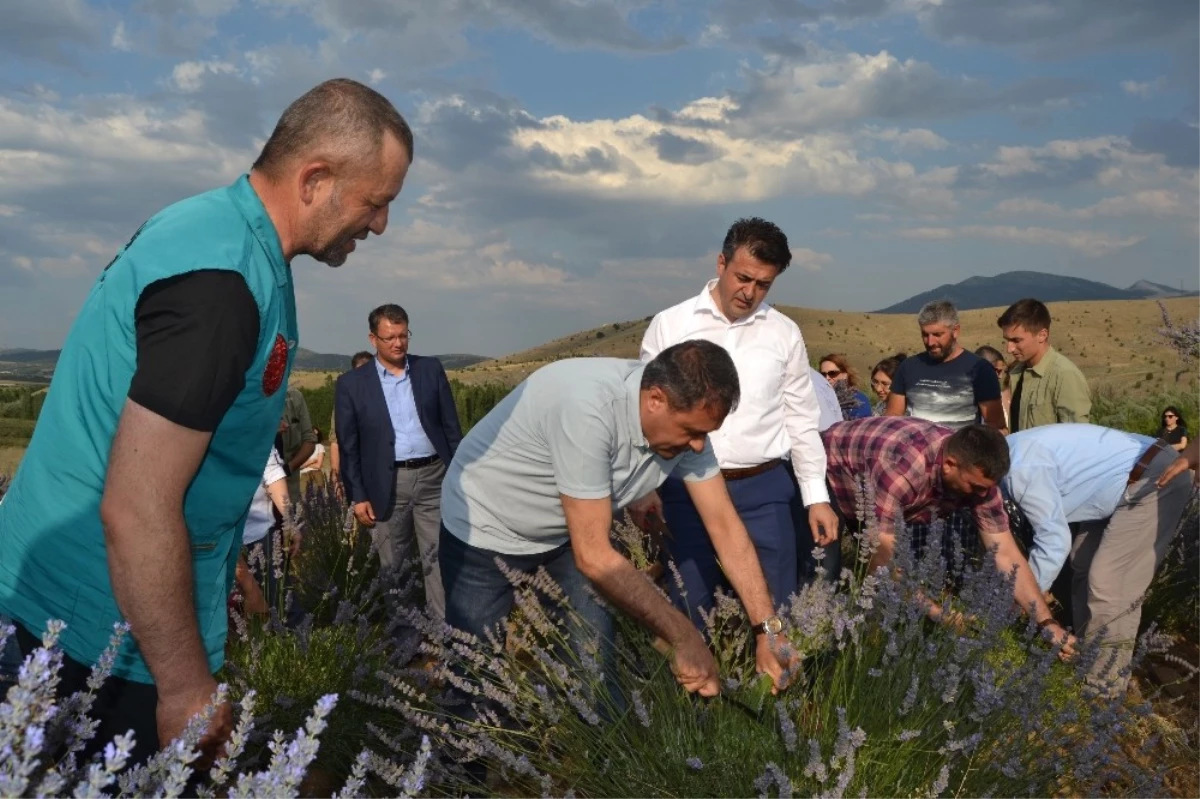 Türkiye\'nin En Büyük Lavanta Bahçesinde Hasat Zamanı