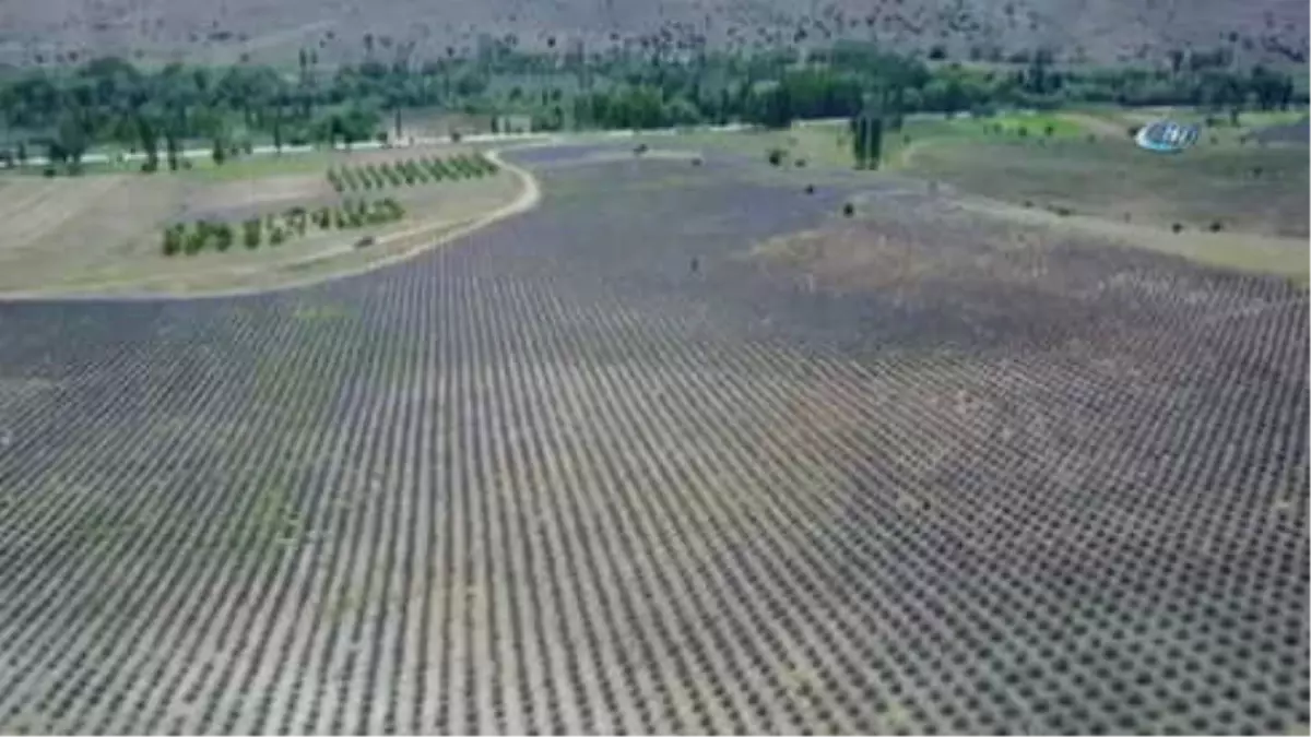 Türkiye\'nin En Büyük Lavanta Bahçesinde Hasat Zamanı... Lavanta Bahçesi Havadan Görüntülendi