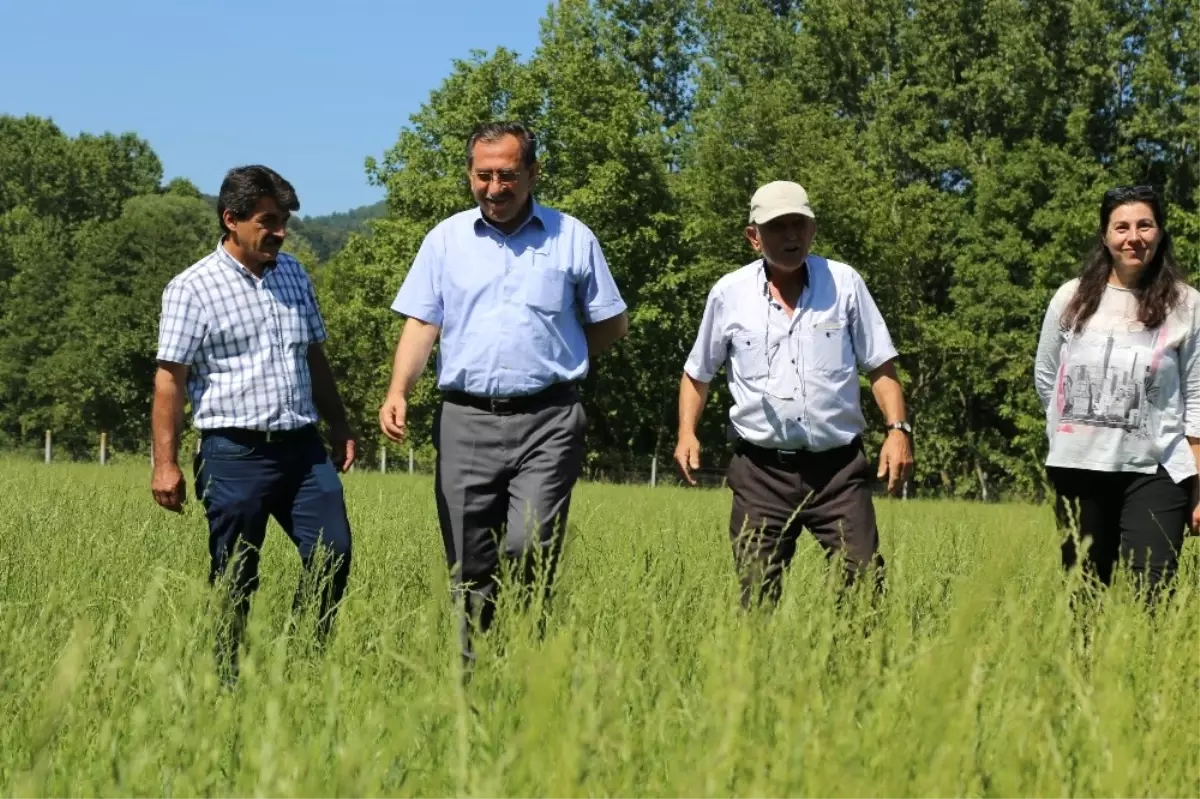 İtalyan Çimi ile Sütte Verim Artırılacak