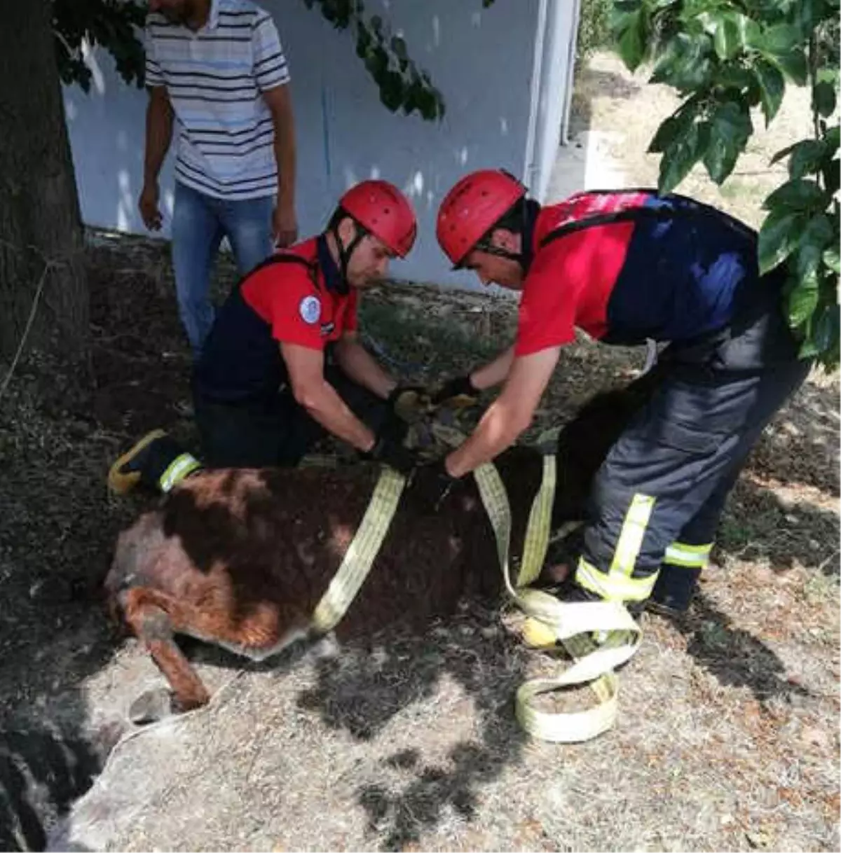 Kuyuya Düşen Eşeği İtfaiye Kurtardı