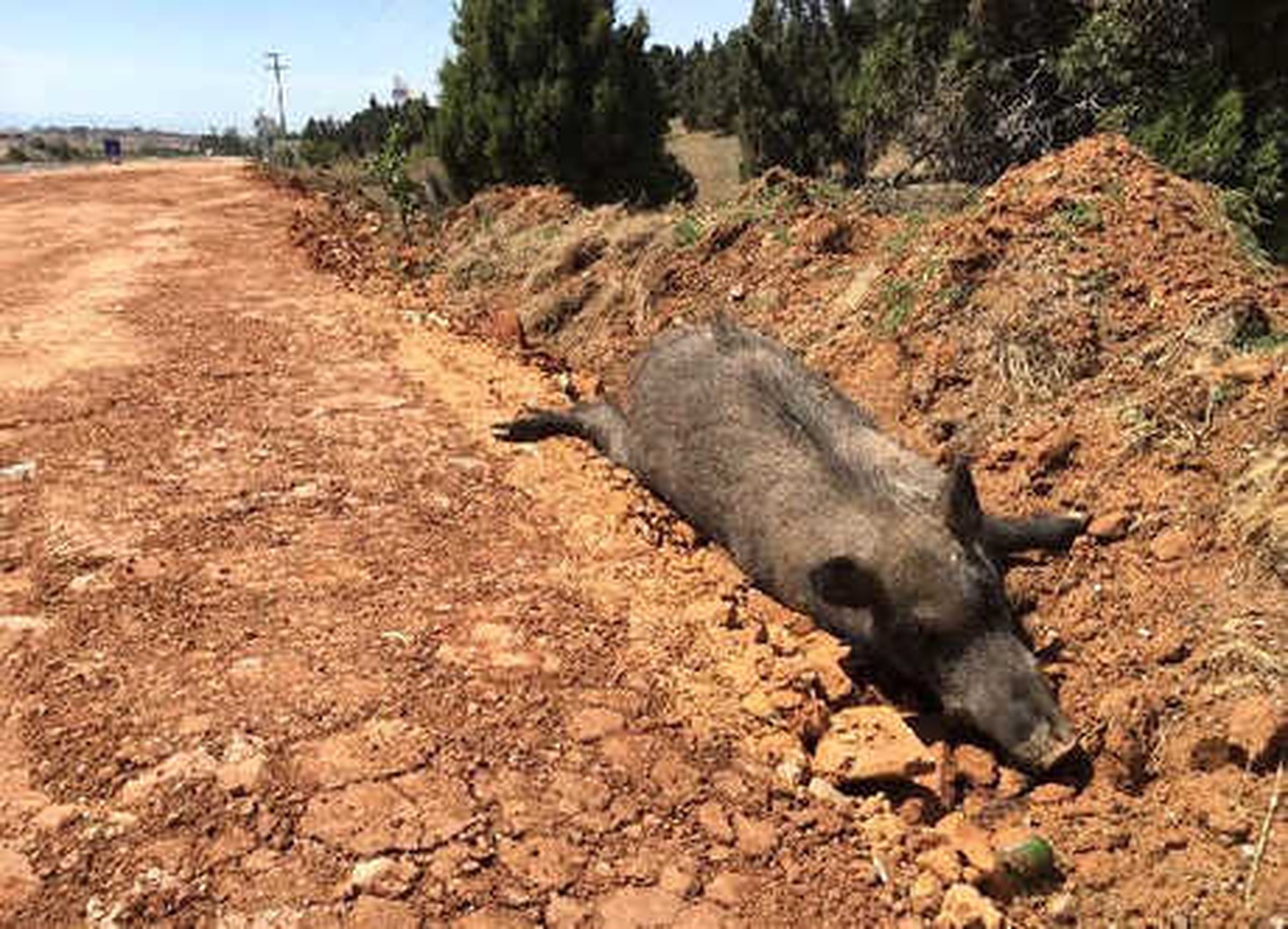 Yol Kenarında 5 Domuz Ölüsü Bulundu
