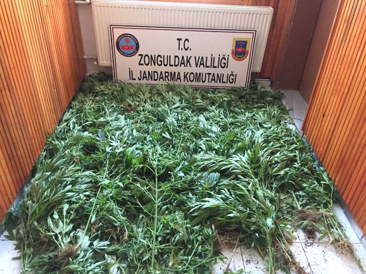 Zonguldak\'ta 875 Kök Kenevir Bitkisi Ele Geçirildi