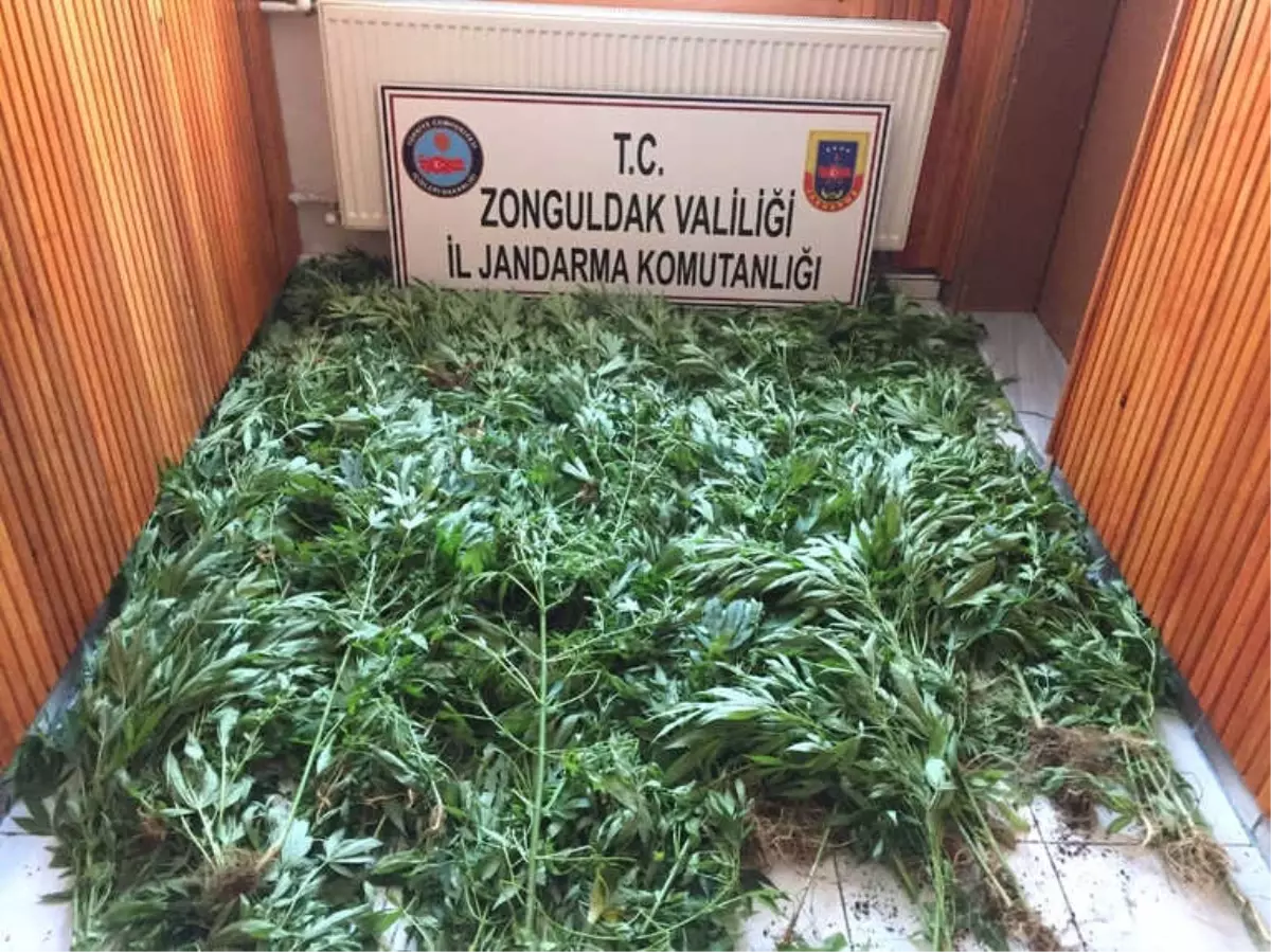 Zonguldak\'ta 875 Kök Kenevir Ele Geçirildi