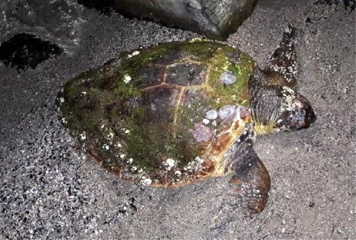 Bodrum\'da Biri Ölü Diğeri Yaralı 2 Caretta Caretta Bulundu
