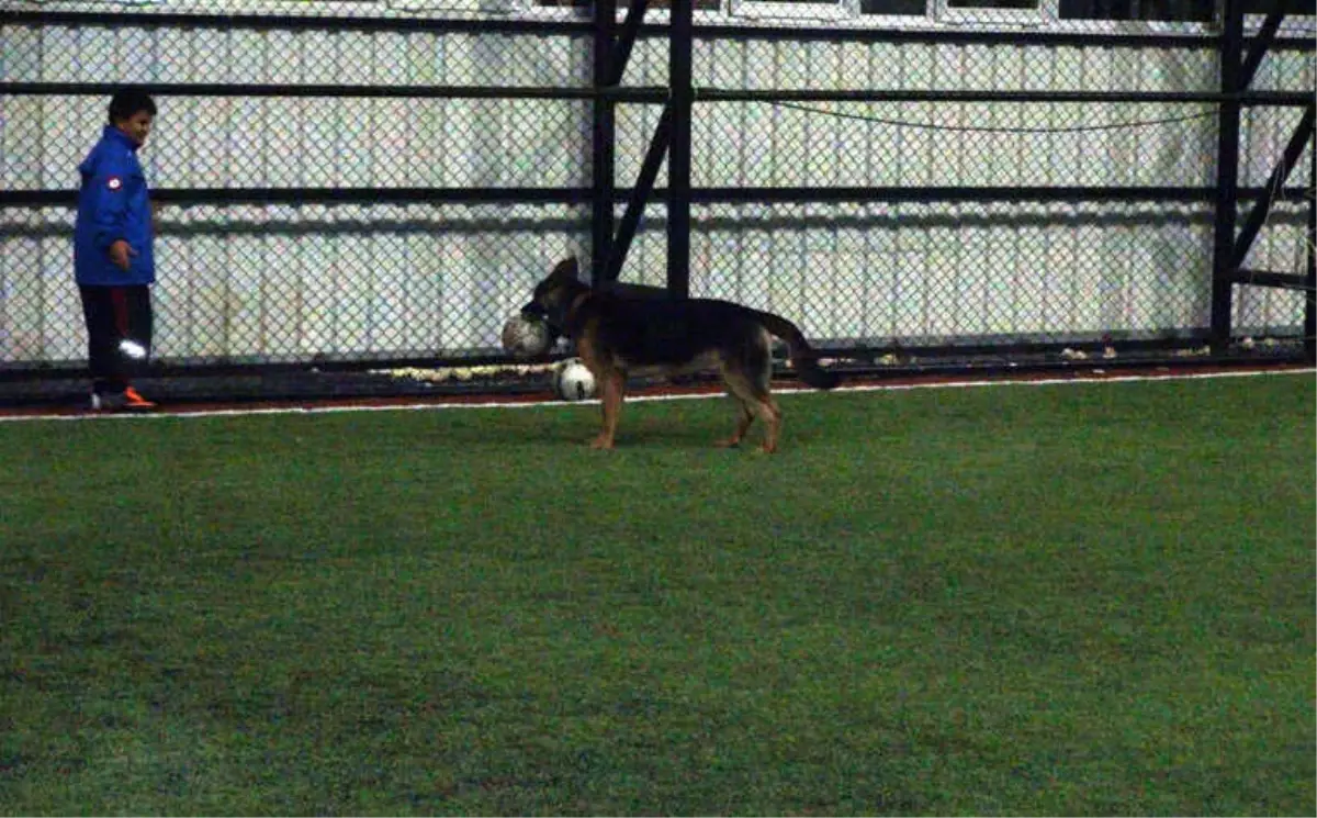 Bu Köpek Futbol Tutkunu