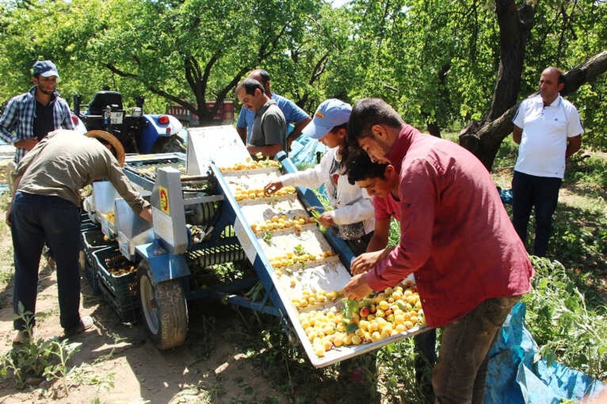 Kayısıda Mobil Sınıflama ve Kasalama Dönemi