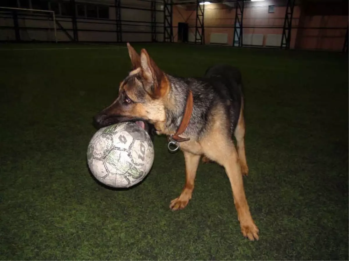 Kurt Köpeğinin Futbol Tutkusu