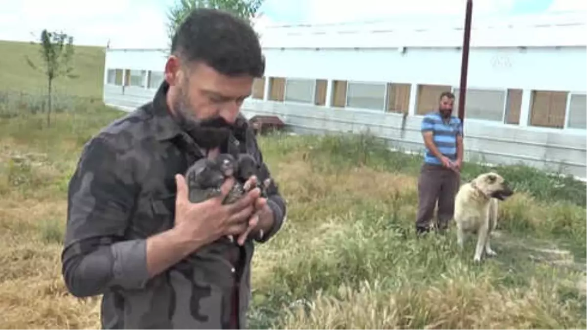 Sadık Dost" Kangal Köpeklerine İlgi Arttı