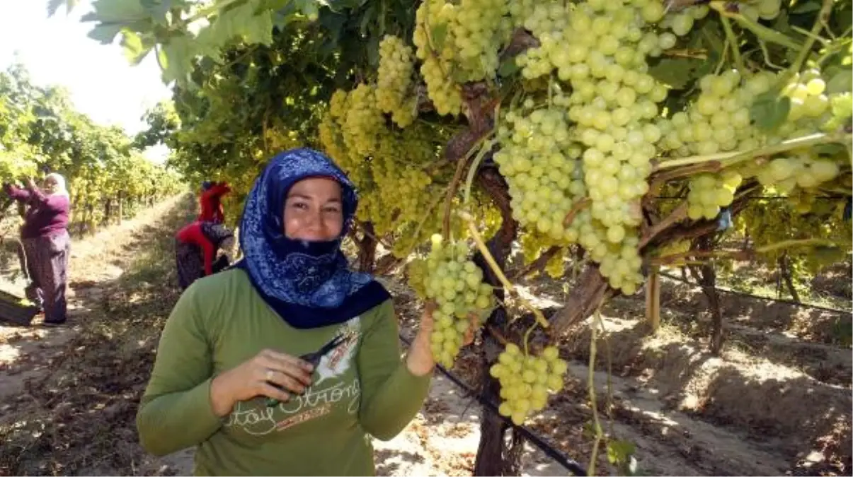 Superior Seedless' Üzüm İhcaatında İlk Gün 54 Tır Çıkış Yaptı - Son Dakika