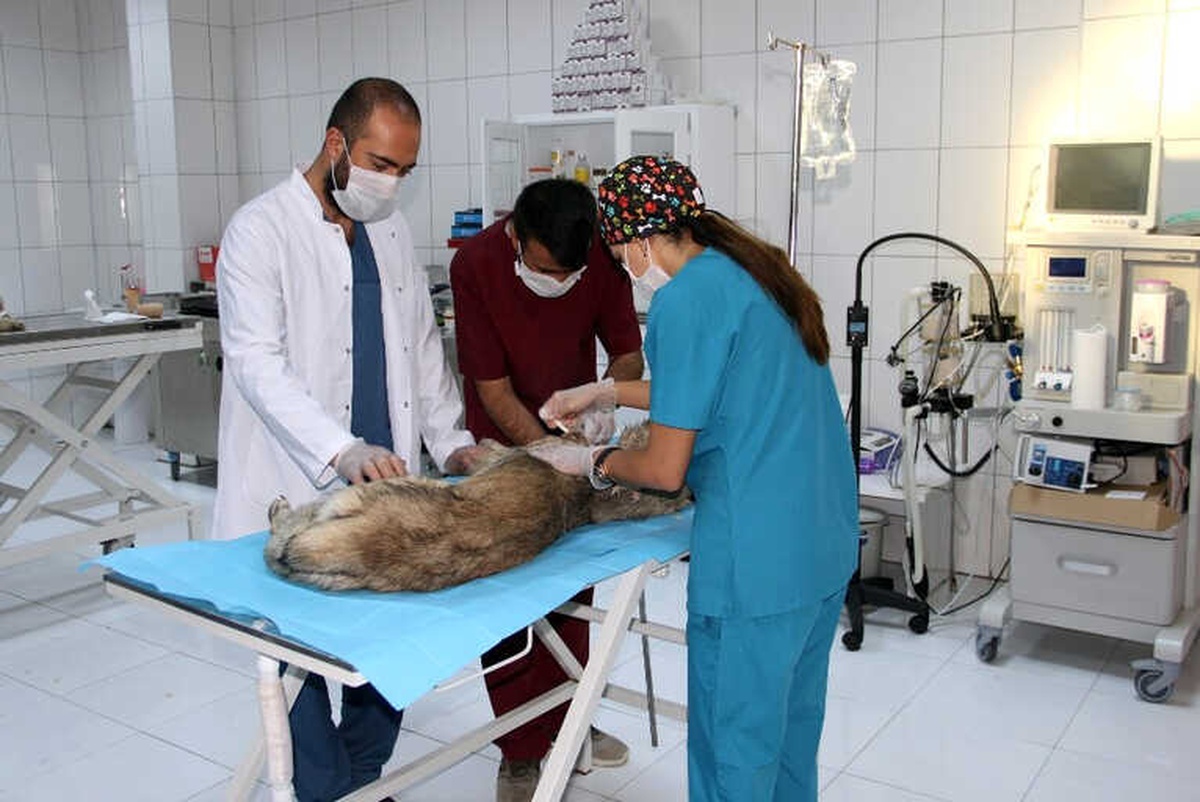 Tüfekle Vurulan Köpek Tedavi Altına Alındı