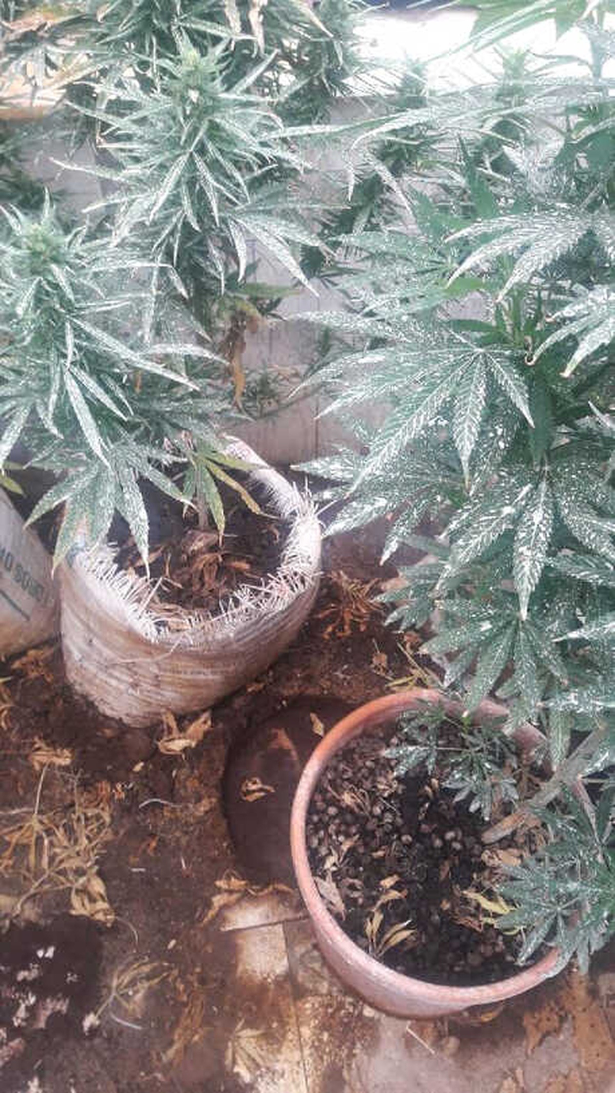 Villanın Terasında Uyuşturucu Üretimine 2 Gözaltı