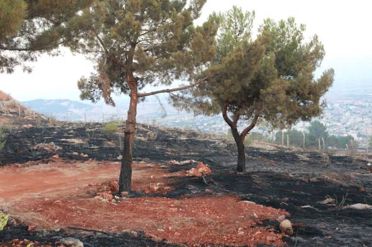 Adıyaman\'da Orman Yangını Söndürüldü