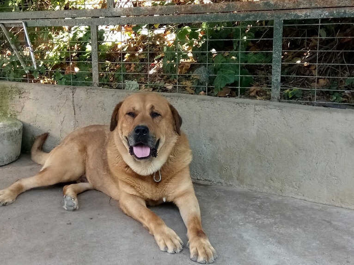 Adnan Oktar\'ın Kedicikleri Gitti, Villanın Önündeki Köpek Kaldı