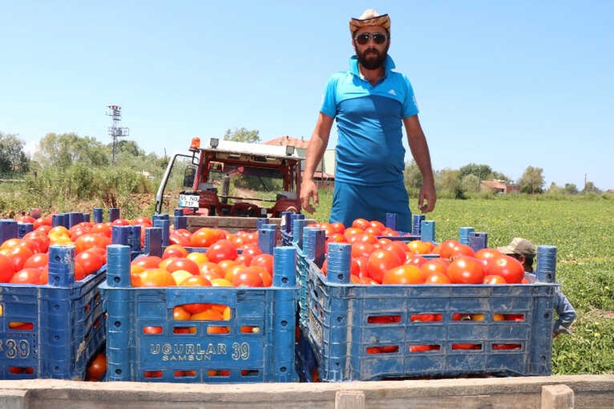 Bafra\'da Yetişen Domates Tüketicinin İmdadına Yetişti