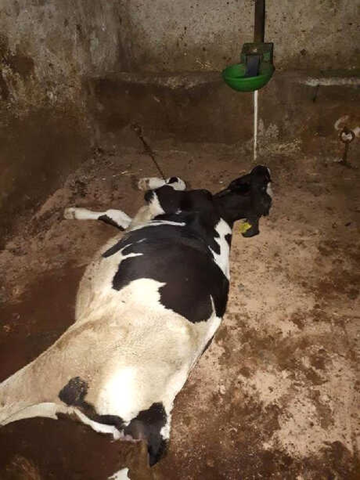 Farenin Kemirdiği Kablo 6 Büyükbaşı Telef Etti