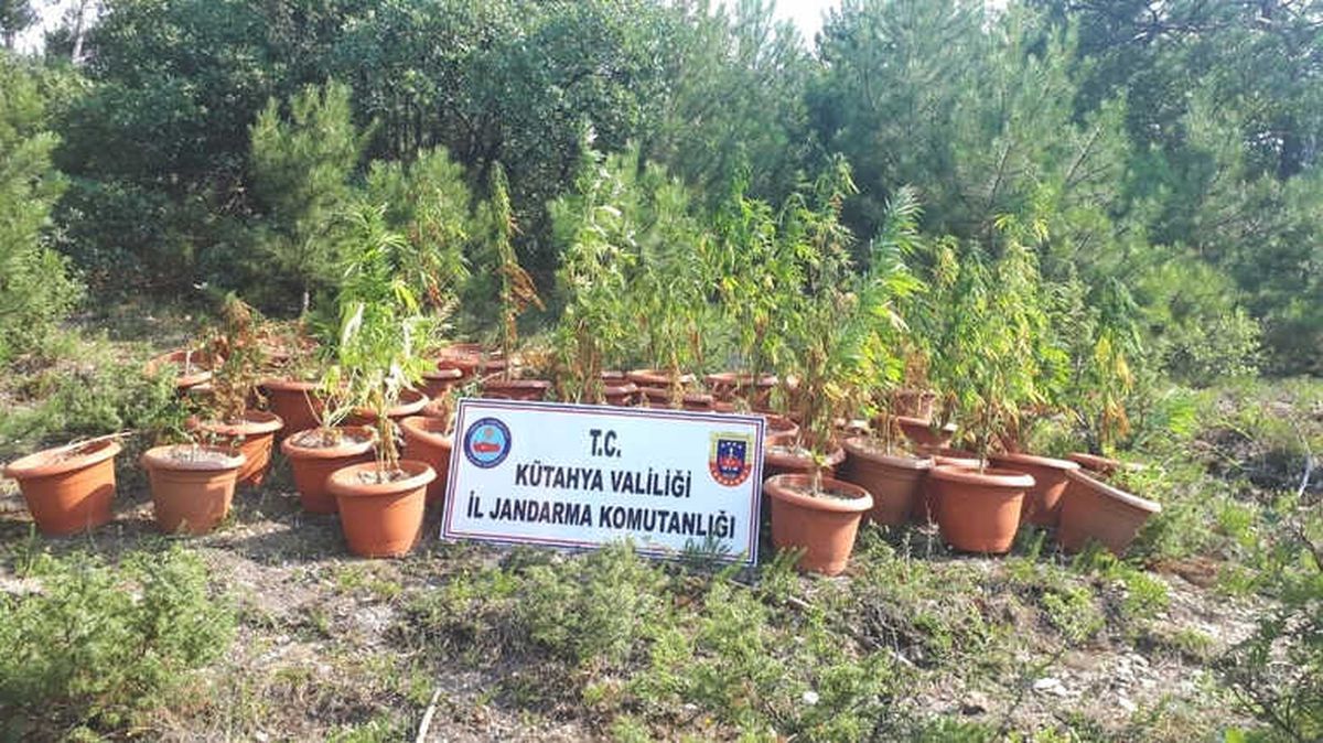 Jandarma\'dan Uyuşturucu Operasyonu