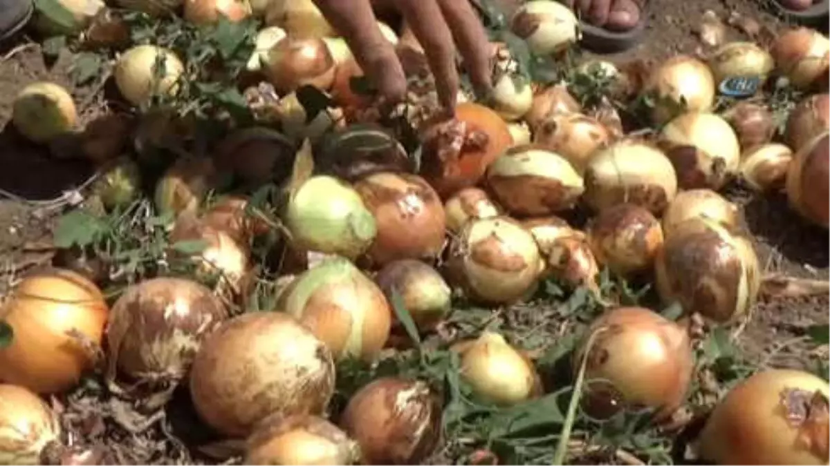 Kilosu 6 Liraya Kadar Yükselen Soğan Tarlada 2- 2.5 TL Arasında