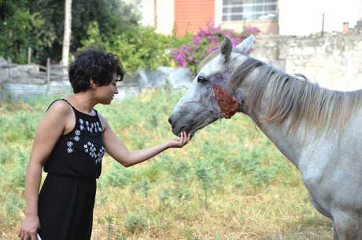Ölüme Terk Edilen Yaralı Ata Hayvanseverler Sahip Çıktı