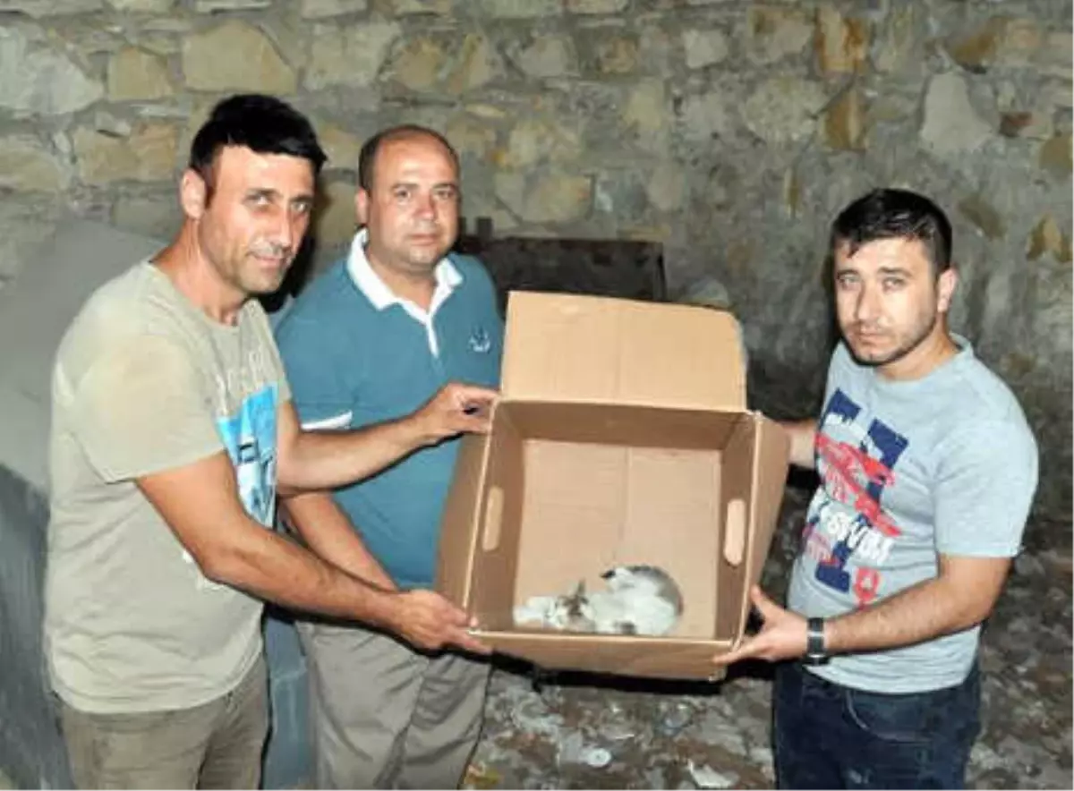 Otomobil Çarpmasıyla Yaralanan Yavru Kediye Sahip Çıktılar