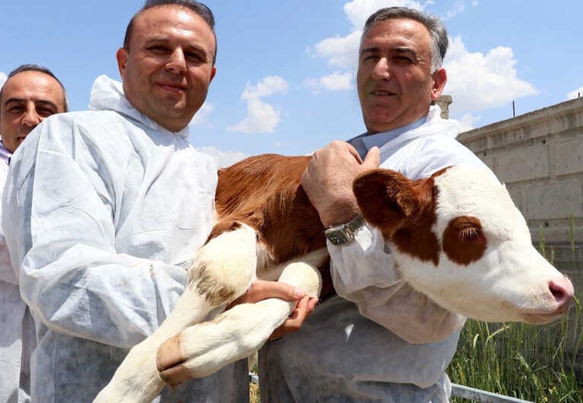 Aksaray\'da Buzağı Ölümleri 2 Yılda Yüzde 50 Oranında Geriledi