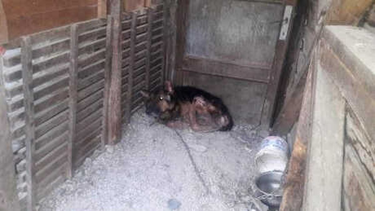Sahibi Tarafından Aç Bırakılan Yaralı Kurt Köpeği, Tedaviye Alındı