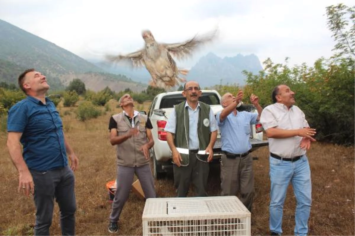 Sarıcakaya\'da 200 Keklik Doğaya Salındı