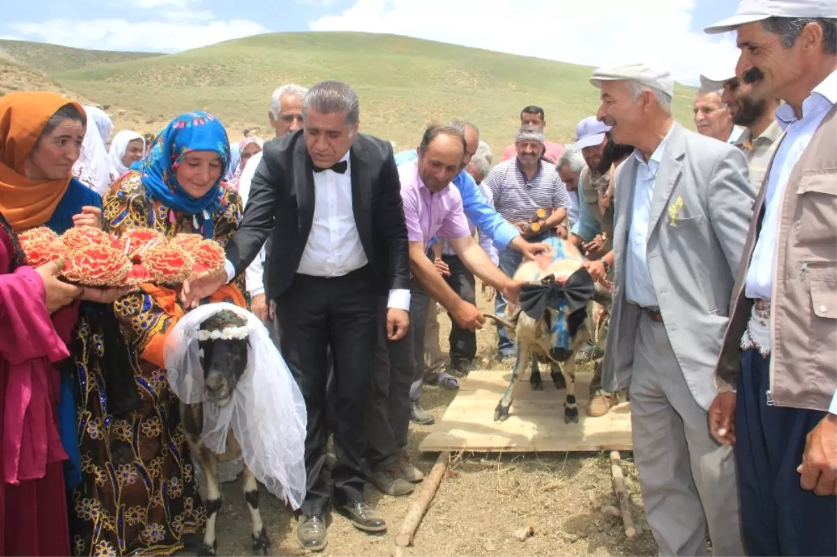 Ak Koyun ile Kara Koça Davul Zurnalı Düğün