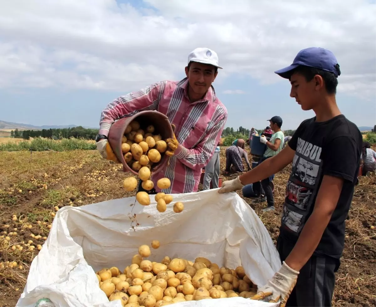 Çorum\'da Patates Hasadı Başladı