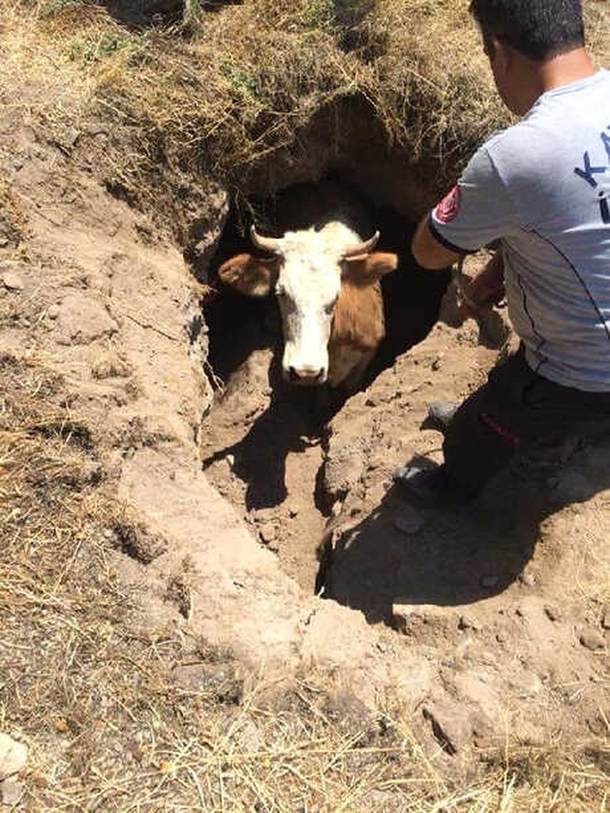 Çukura Düşen İneği İtfaiye Kurtardı