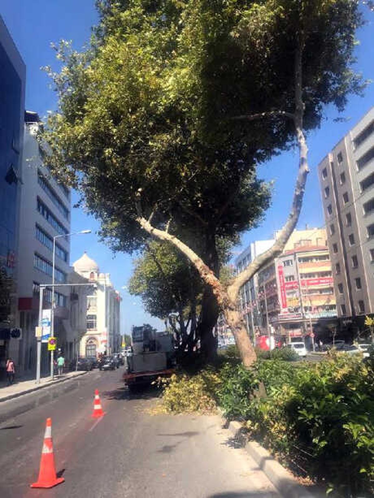Kamyonet Çınar Ağacanı Çarptı, Tramvay Seferleri Aksadı