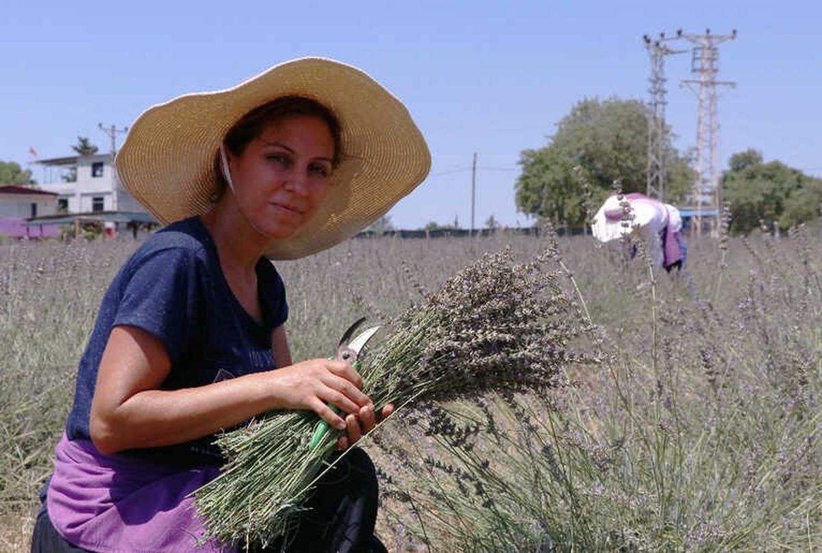 Lavanta İşine Giren Ev Hanımı, Gözünü Yurt Dışına Dikti