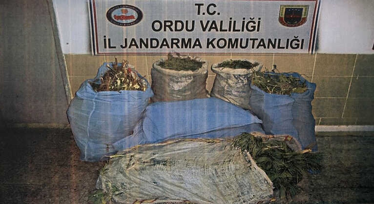 Ordu\'da Uyuşturucu Operasyonlarında 10 Gözaltı