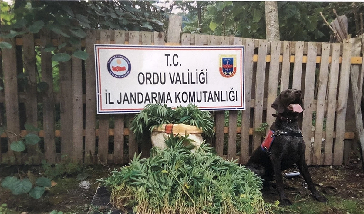 Ordu\'da Uyuşturucu Operasyonu