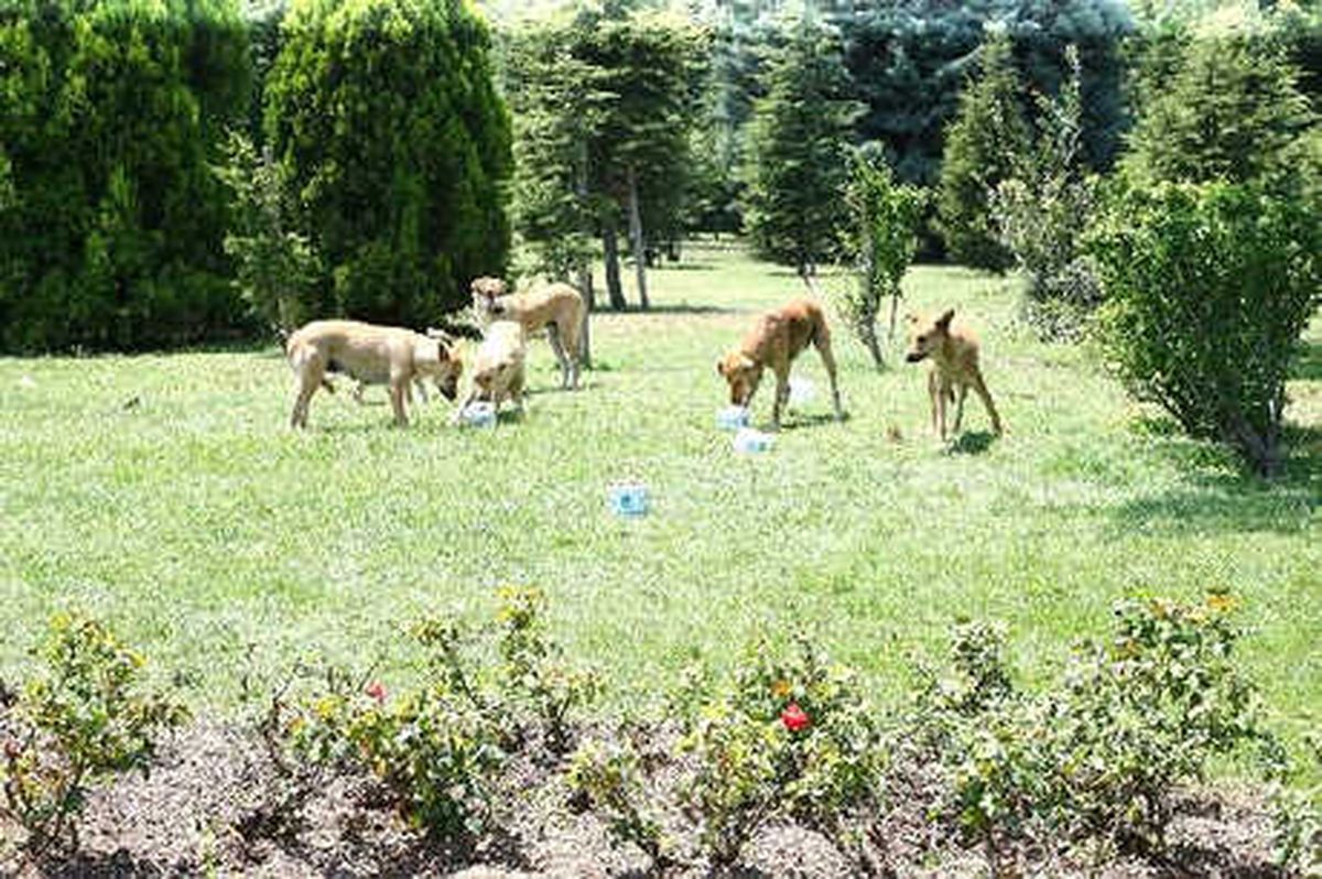 Sıcaktan Bunalan Hayvanların Yardımına Belediye Koştu