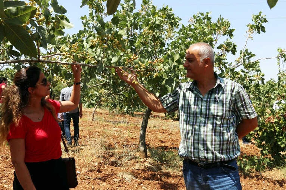 Siirt\'te Fıstık Üreticisinin Yüzü Gülüyor