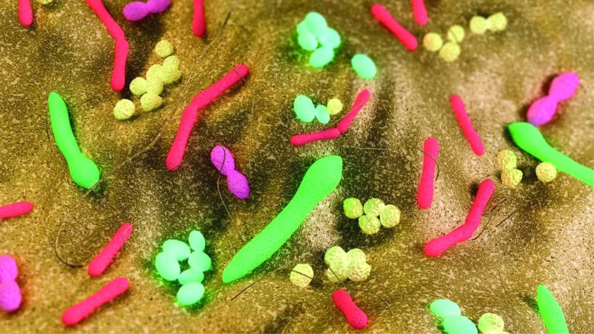 Vücudumuzun Yarısı Bakterilerden Oluşuyor