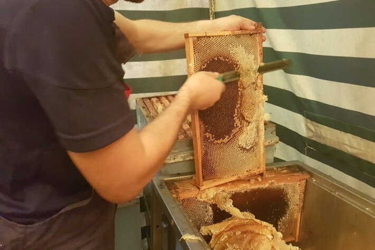 Akçakoca\'da Kestane Balında Hasat Zamanı