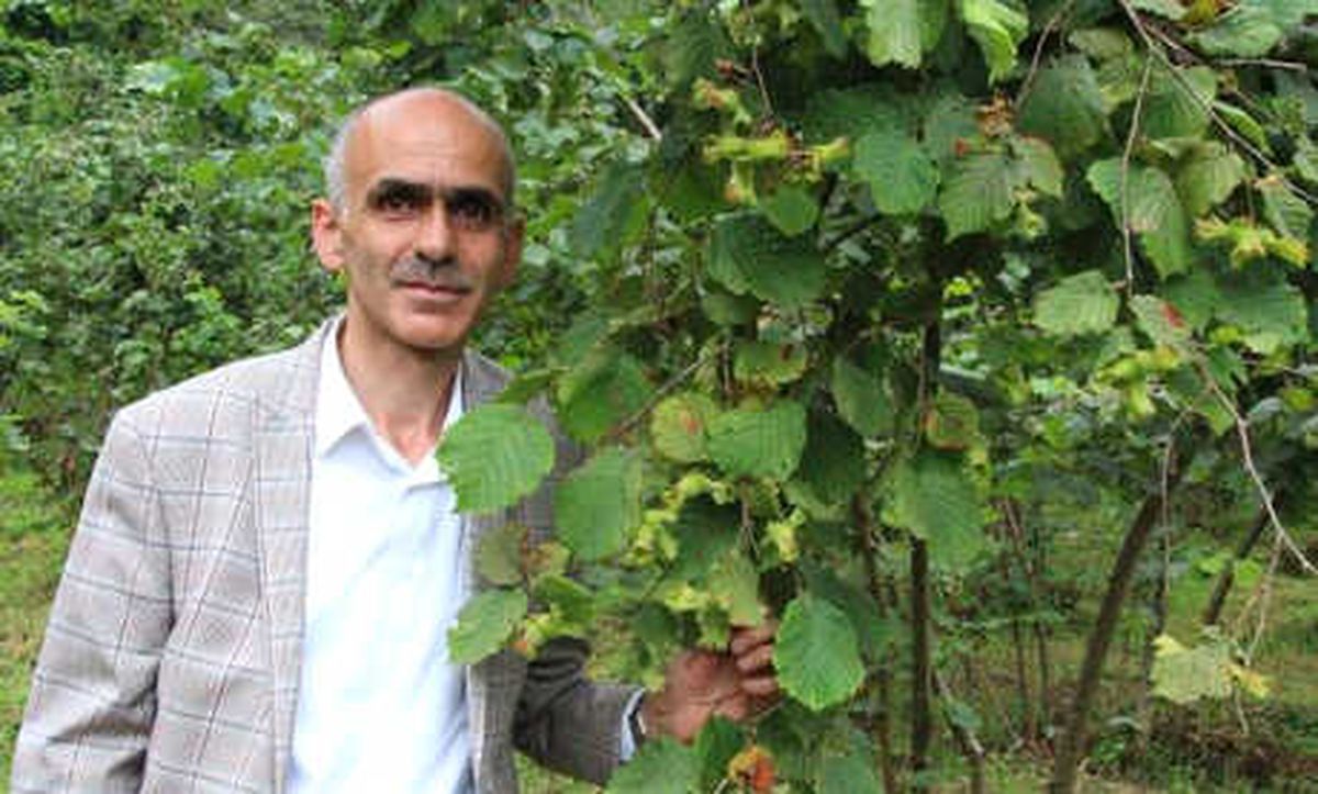 Fındıkta Hasat Erken Başlıyor