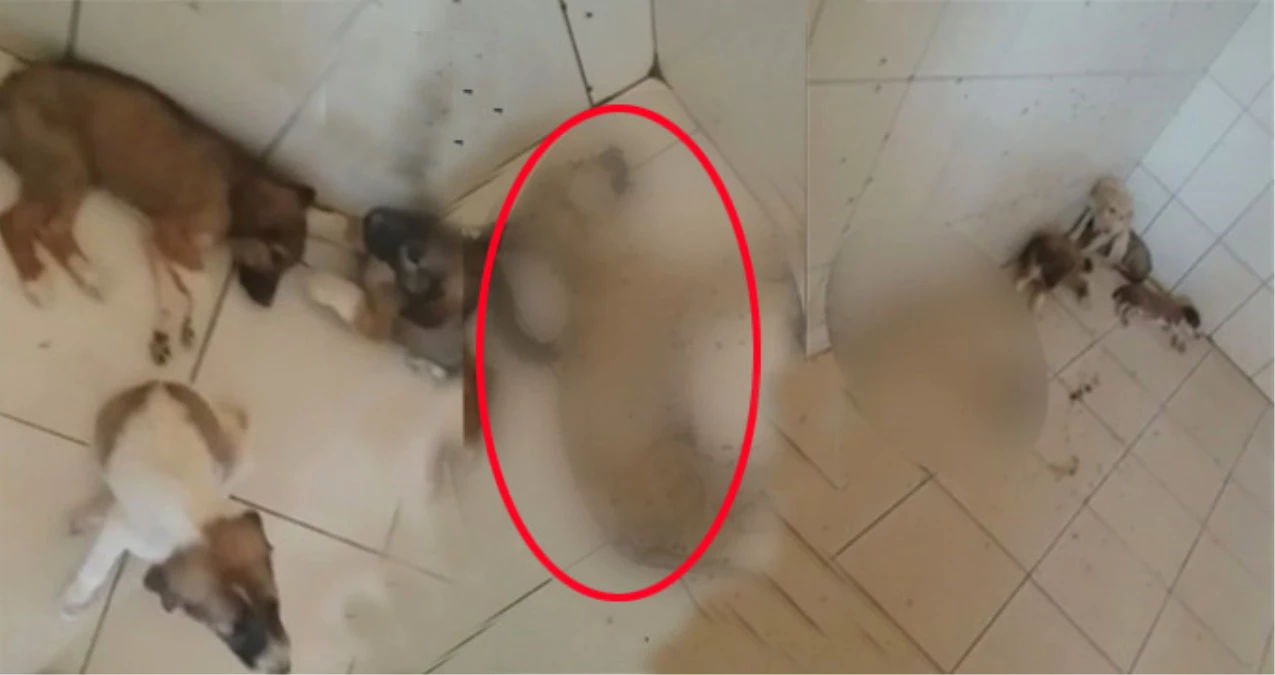 Kan Donduran Olay! Denizli\'de Hayvan Barınağı Ölü Köpeklerle Dolu