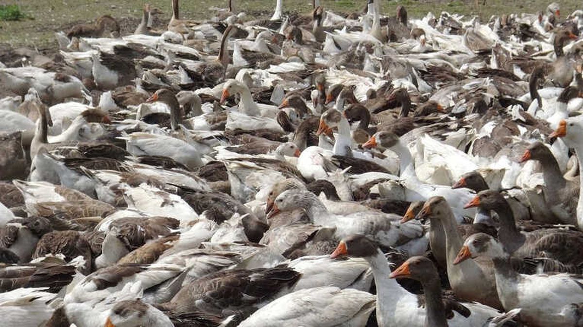 Kars\'ta Kaz Ölümleri Yeniden Başladı