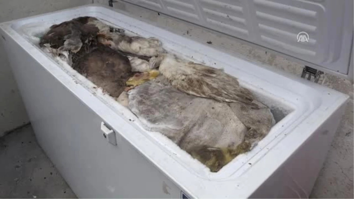Kars\'ta Kazların Hastalık Nedeniyle Öldüğü İddiası