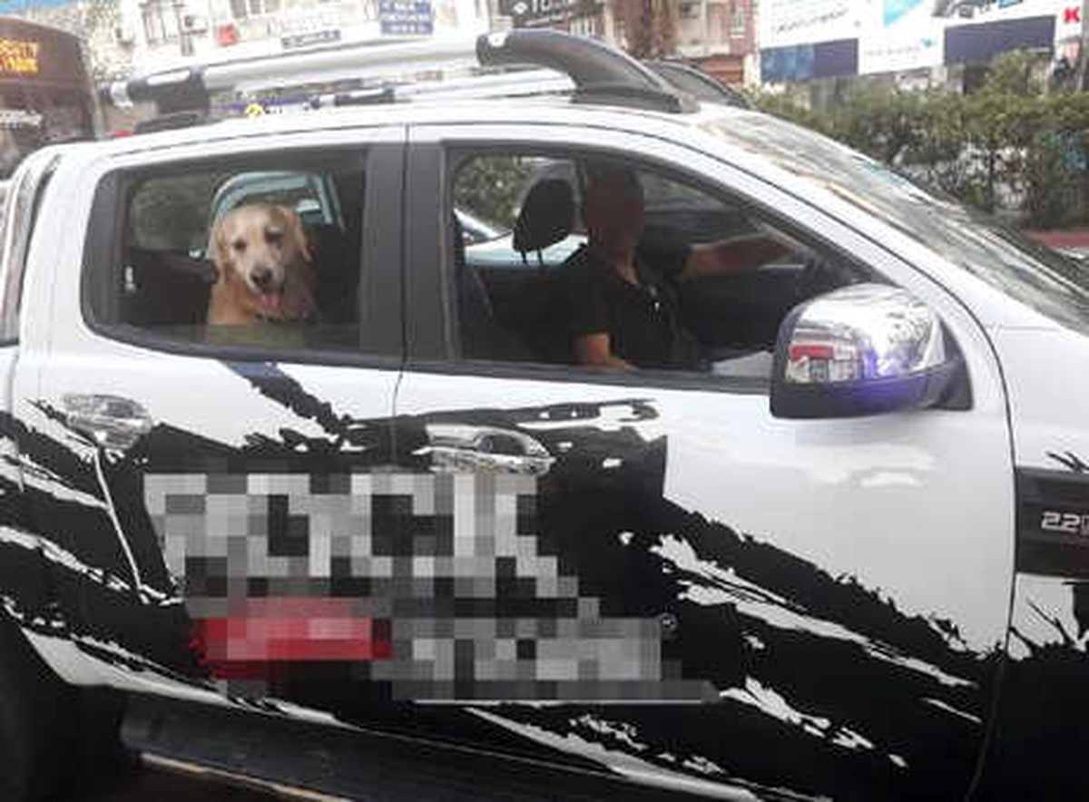 Köpeğine Emniyet Kemeri Takan Sürücüye Polisten Teşekkür