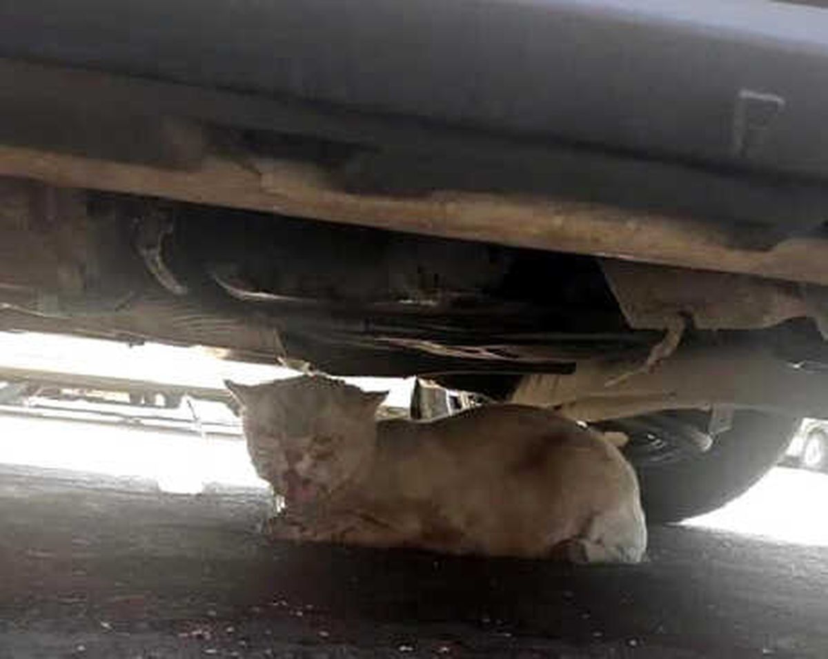 Minibüsün Motoruna Giren Kedi, 50 Kilometre Yolculuk Yaptı
