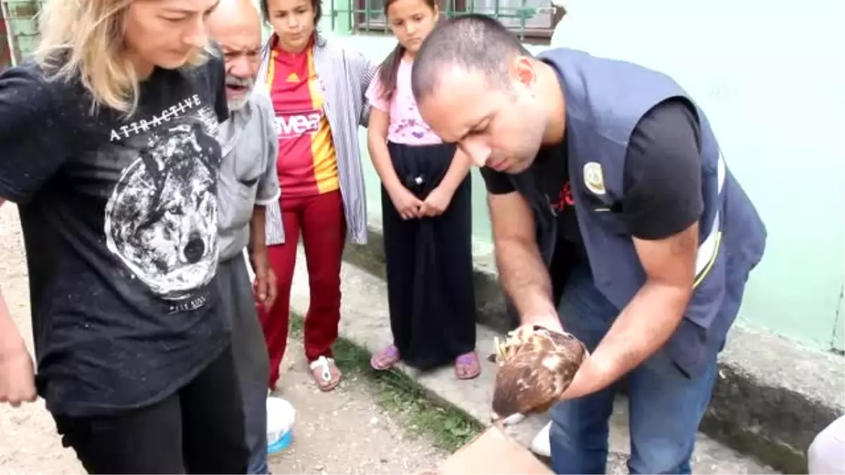 Ormanda Bulunan Yaralı Kartal Tedavi Altına Alındı