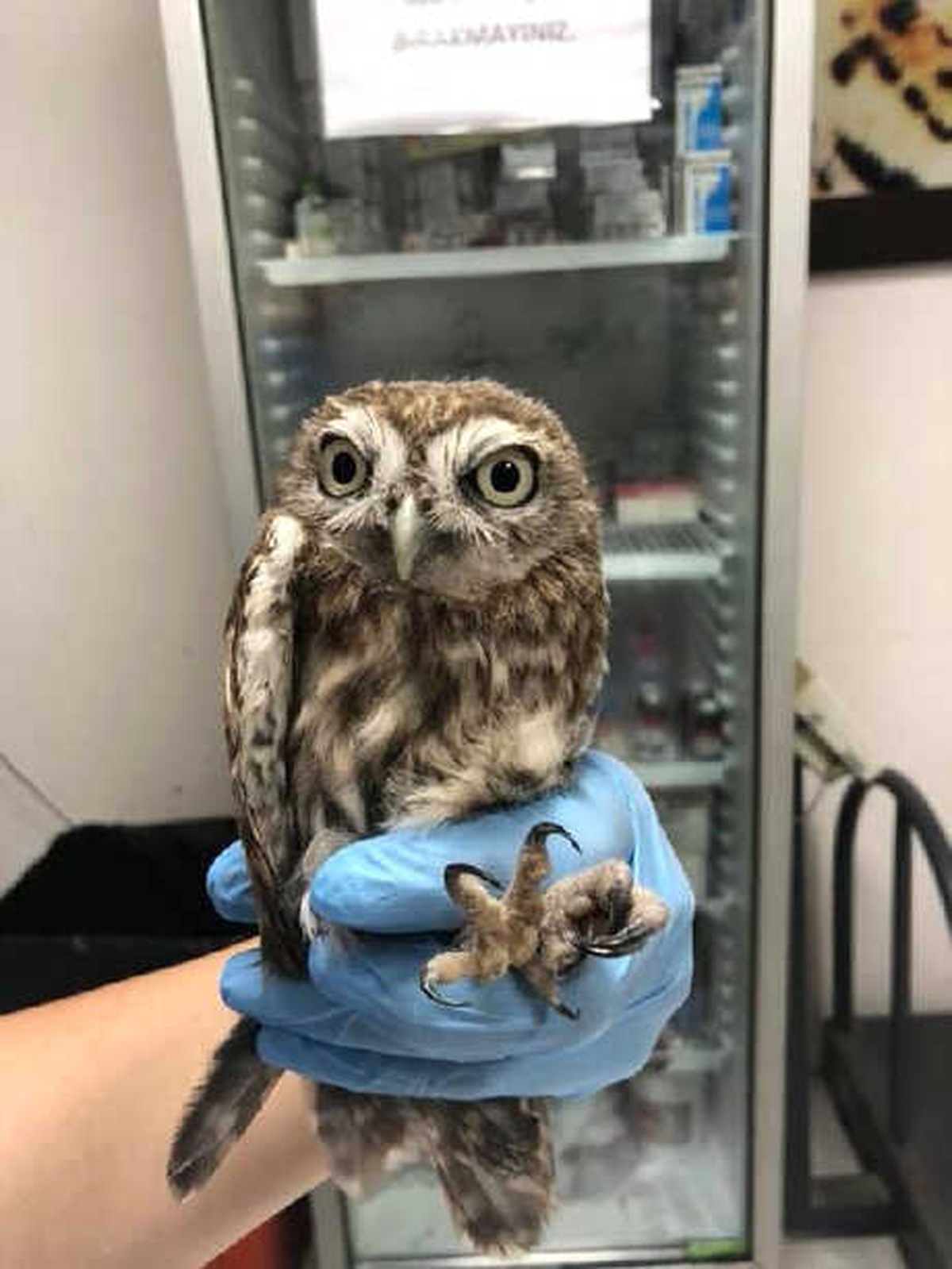 Sıcaktan Bayılan Baykuş, Veterinerin Müdahalesiyle Kendine Geldi