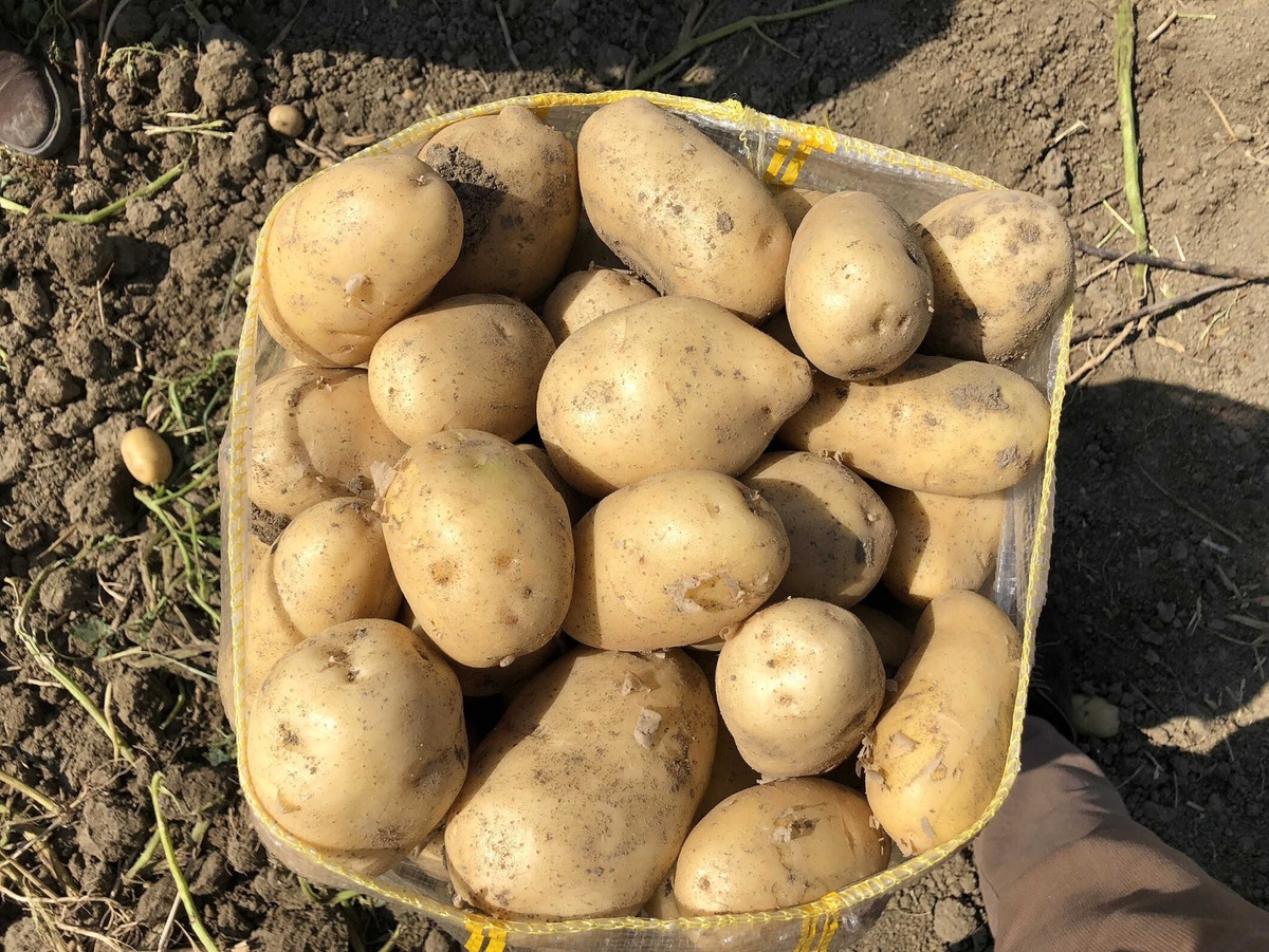 Şok\'tan Patates Ve Soğanda Şok Fiyatlar