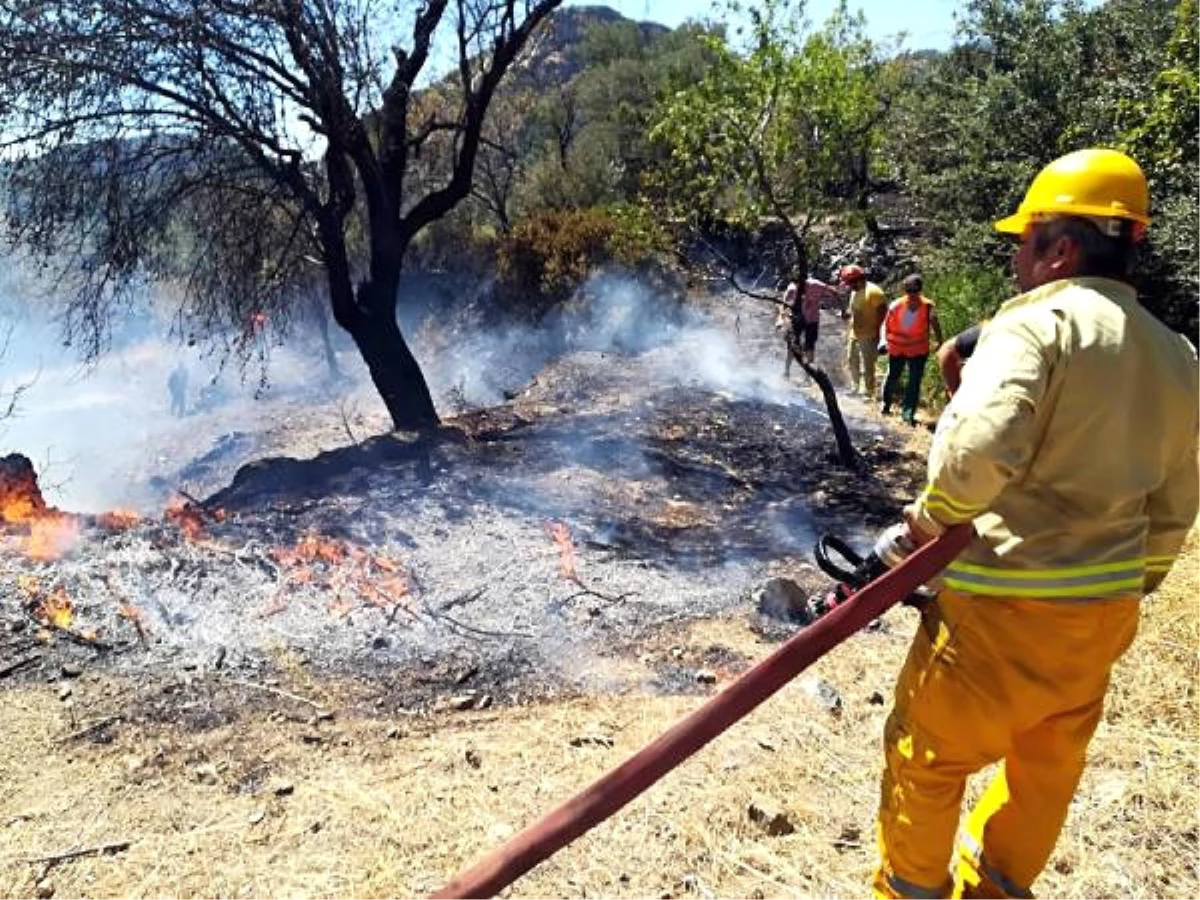 Datça\'daki Yangın, Badem ve Zeytin Ağaçlarını Kül Etti