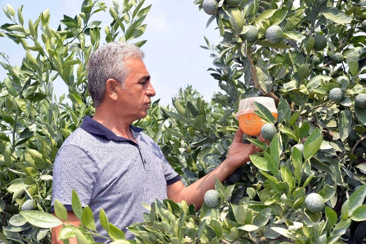 Doğan: "Narenciye Enstitüsü Kurulmalı"