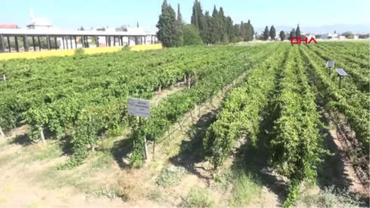 Manisa Kendisi Üzüm Ama Tadı Çilek Hd