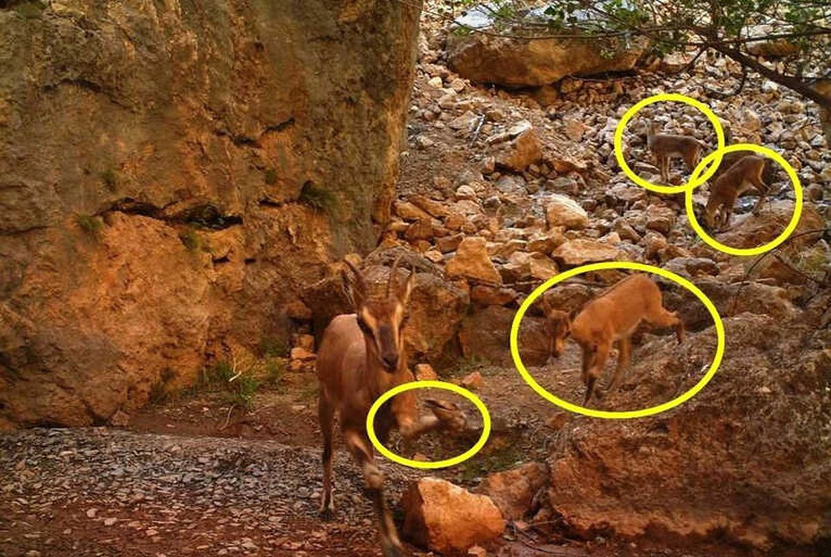 Ayağı Kırık da Olsa Yavrusunu Bırakmadı